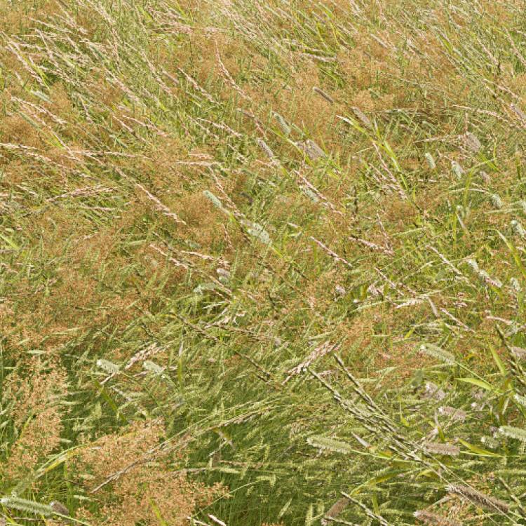 Meadow Grass 1 Windswept (Detail) - Rendered Image 1