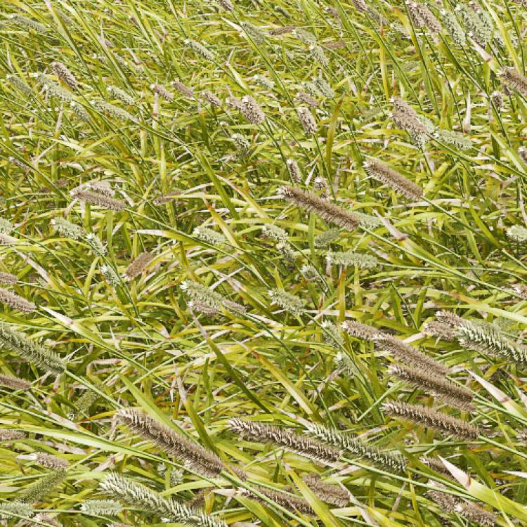 Smaller Cat's Tail Windswept (Detail) - Rendered Image 1