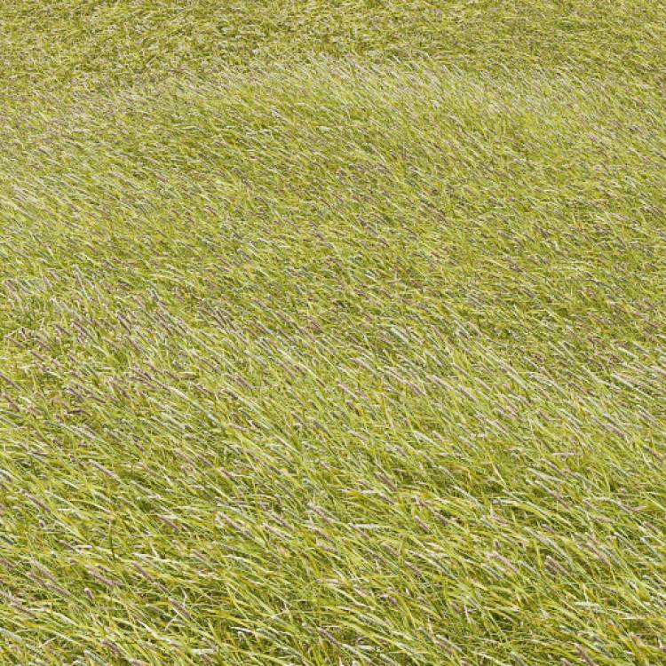 Smaller Cat's Tail Windswept (Large) - Рендерированное изображение 1