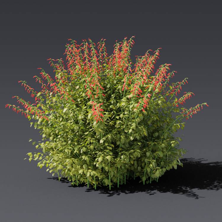 Cardinal Sage Flowering Bush 1 - Rendered Image 1