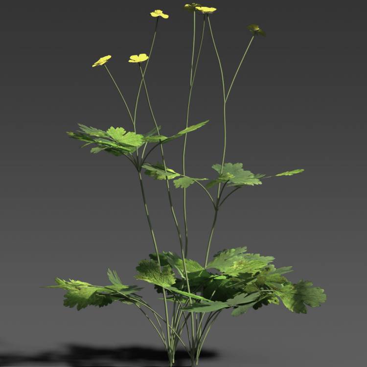 Fan-Leaved Buttercup flowers 01 - Rendered Image 1
