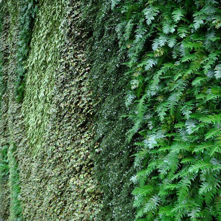 Green wall - UV - Diversity map - Рендерированное изображение 1