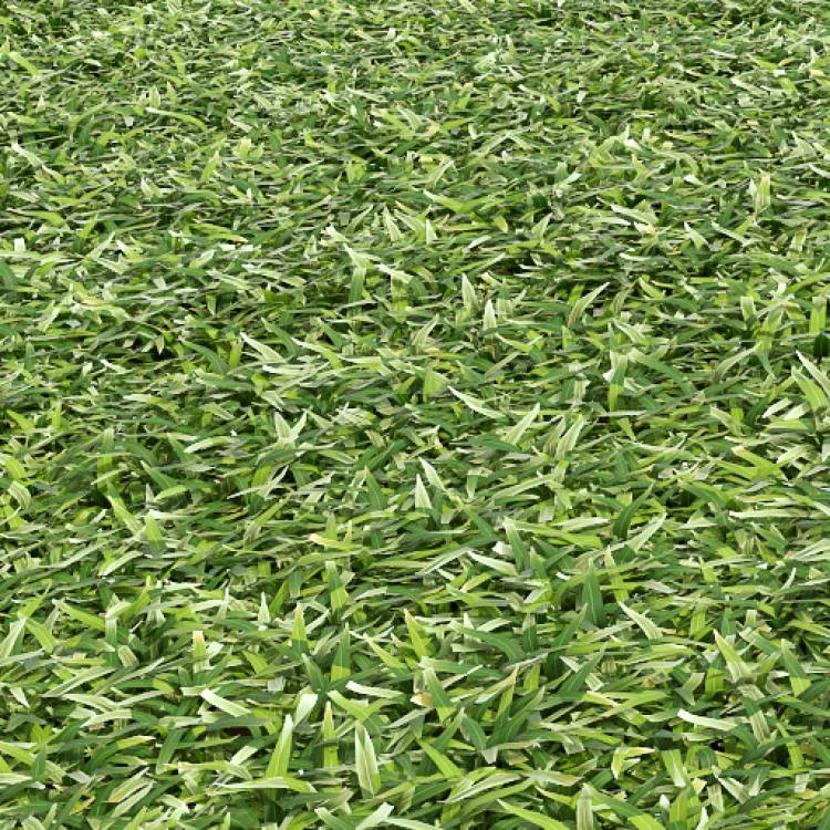 Cut grass field 01 (detail) - Image rendue 1