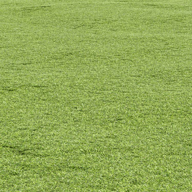 Cut grass field 01 (large) - Imagen renderizada 1