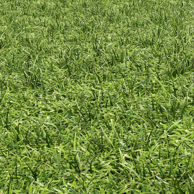 Cut field (detail) - Forest Pack library for 3ds Max