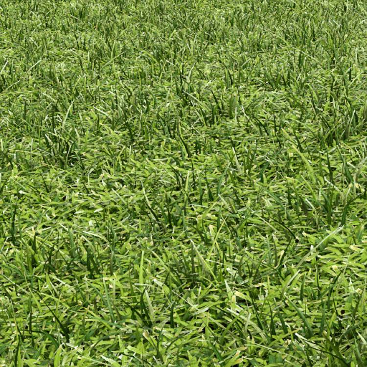 Cut grass field 02 (detail) - Imagen renderizada 1