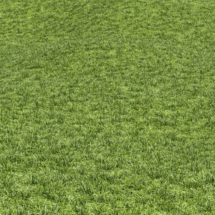 Cut grass field 02 (large) - Рендерированное изображение 1