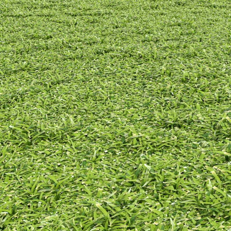 Cut grass field 03 (detail) - Imagen renderizada 1