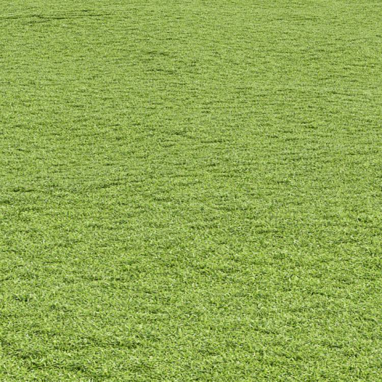 Cut grass field 03 (large) - Рендерированное изображение 1