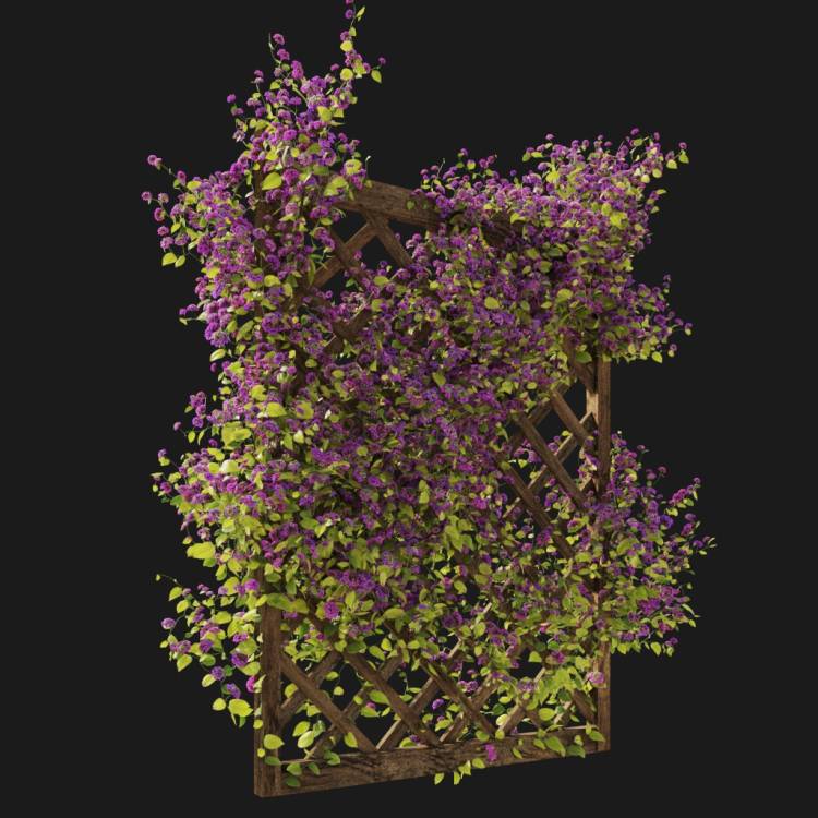 Common lantana - flowering pink and white - Image rendue 2