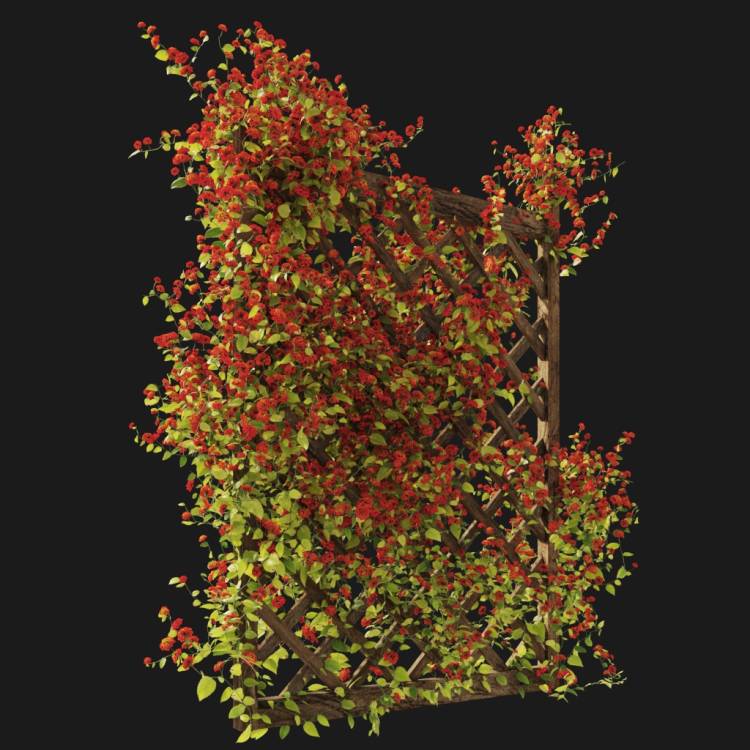 Common lantana - flowering red and yellow - Image rendue 2