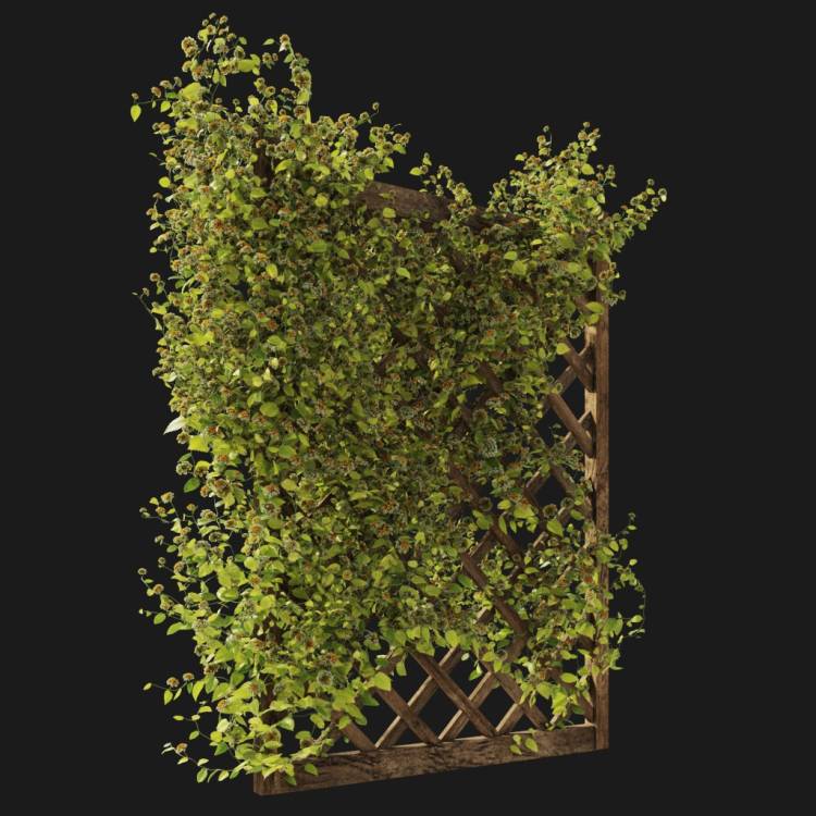 Common lantana - flowering white and yellow - Image rendue 2