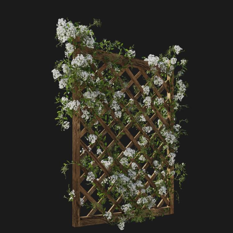 Night-blooming jasmine - flowering - white - Rendered Image 2