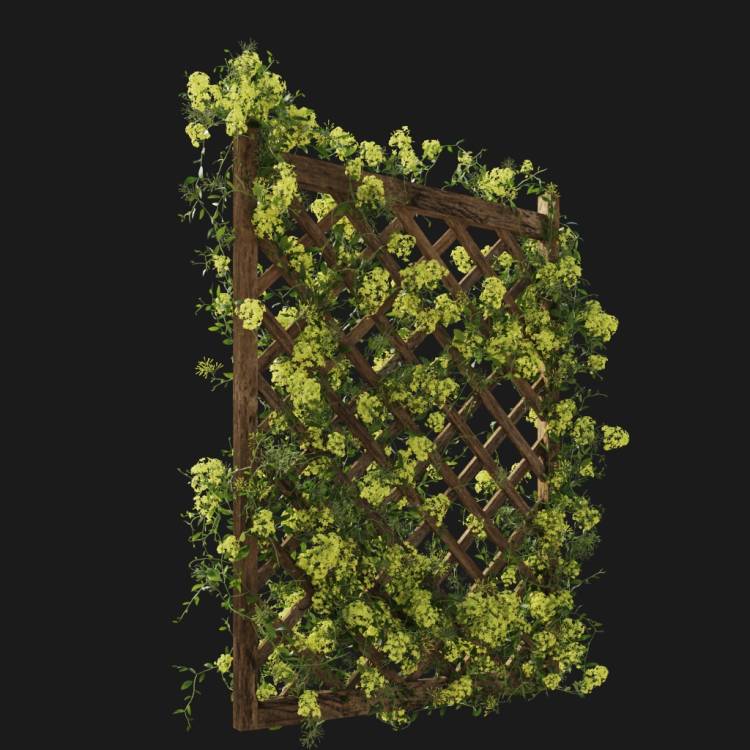 Night-blooming jasmine - flowering - yellow - Image rendue 2