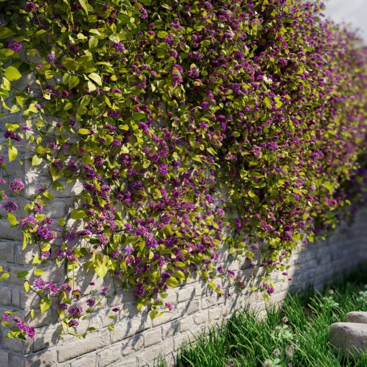 Common lantana - flowering pink and white - Image rendue 1