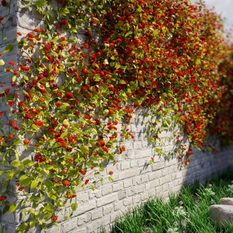 Common lantana - flowering red and yellow - Image rendue 1