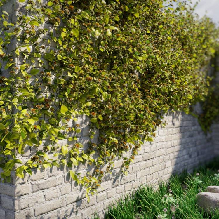 Common lantana - flowering white and yellow - Image rendue 1