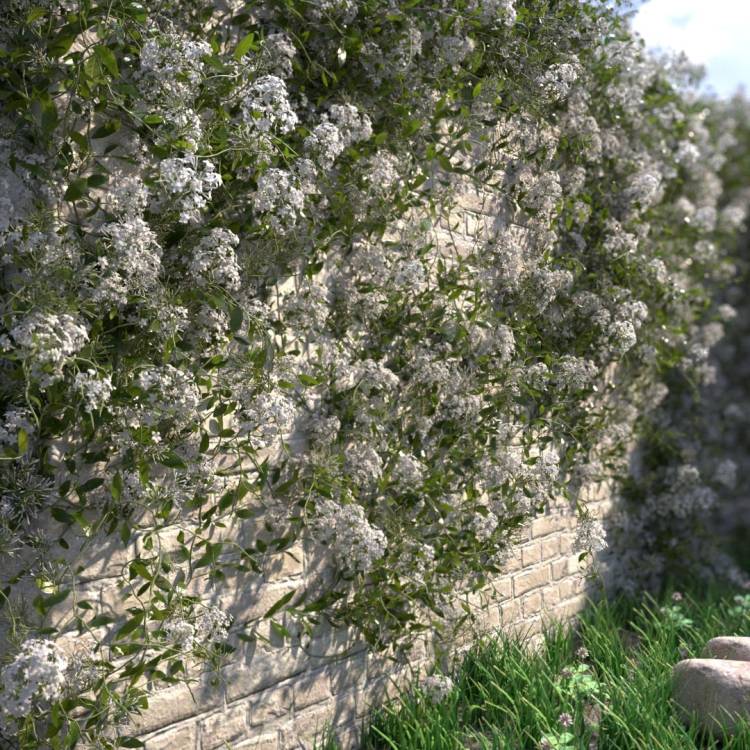 Night-blooming jasmine - flowering - white - Rendered Image 1