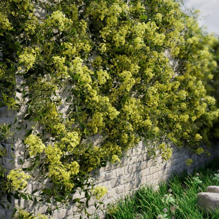 Night-blooming jasmine - flowering - yellow - Image rendue 1