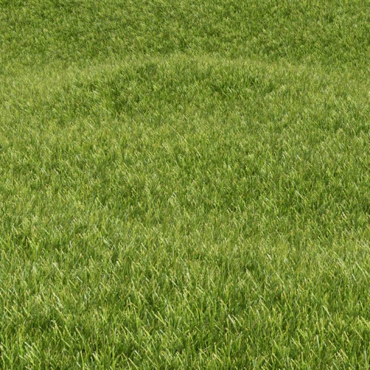Common grass 01 (large) - Forest Pack library for 3ds Max
