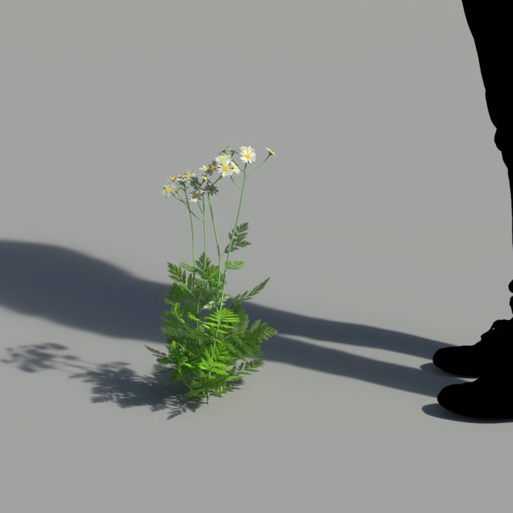 Corymbflower tansy flowering 01 - Рендерированное изображение 2