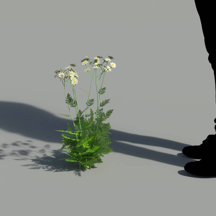 Corymbflower tansy flowering 02 - Рендерированное изображение 2