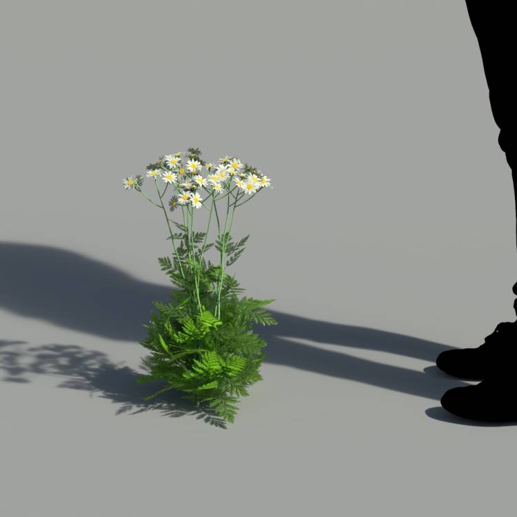 Corymbflower tansy flowering 03 - Imagen renderizada 2