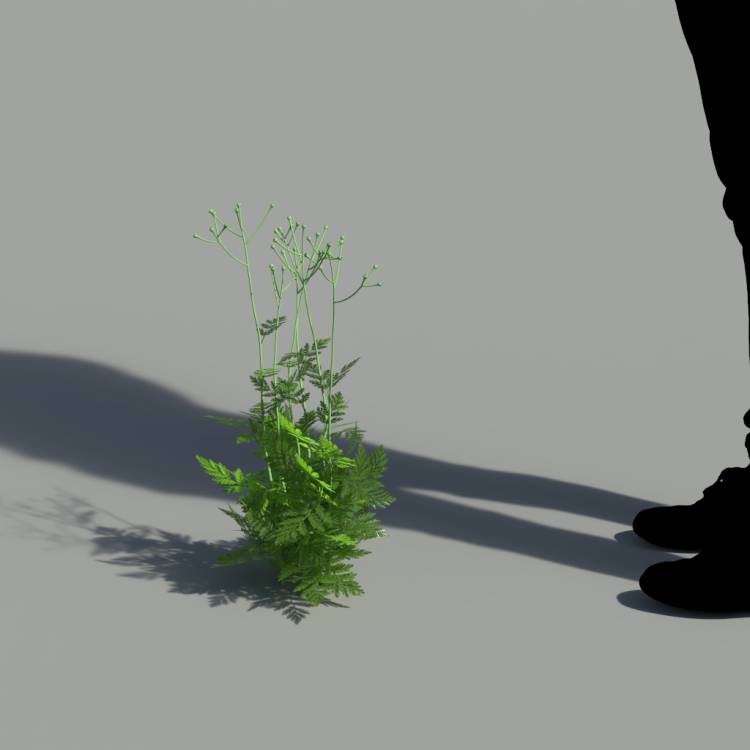 Corymbflower tansy green 02 - Imagen renderizada 2