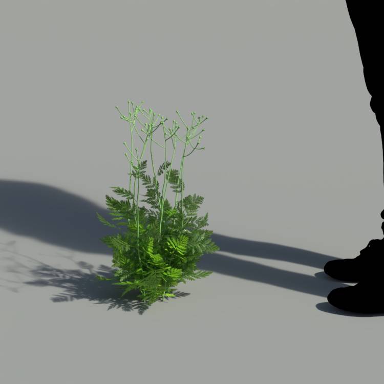 Corymbflower tansy green 03 - Imagen renderizada 2