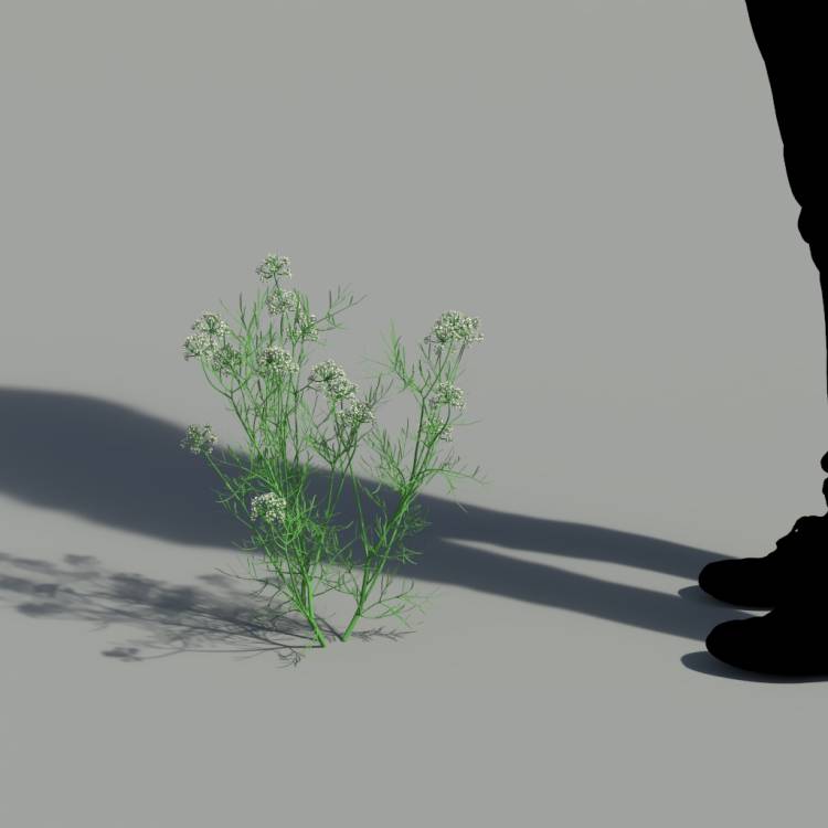 Round-headed Water Dropwort flowering 02 - Рендерированное изображение 2