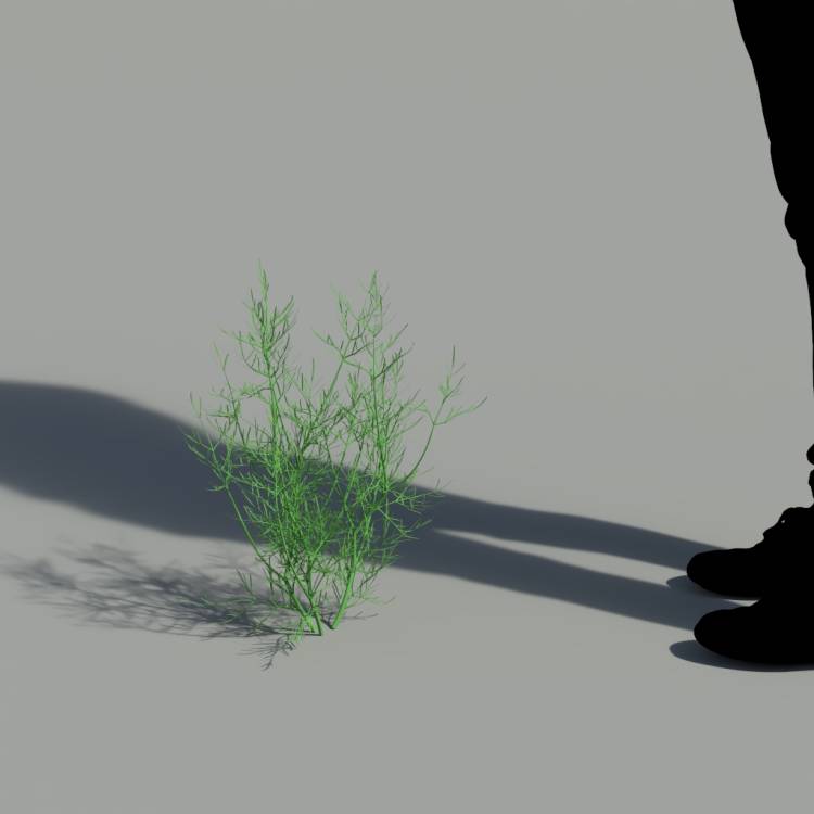 Round-headed Water Dropwort green 02 - Rendered Image 2