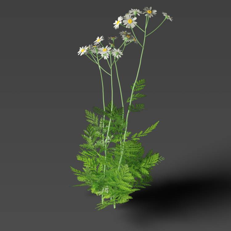 Corymbflower tansy flowering 01 - Рендерированное изображение 1