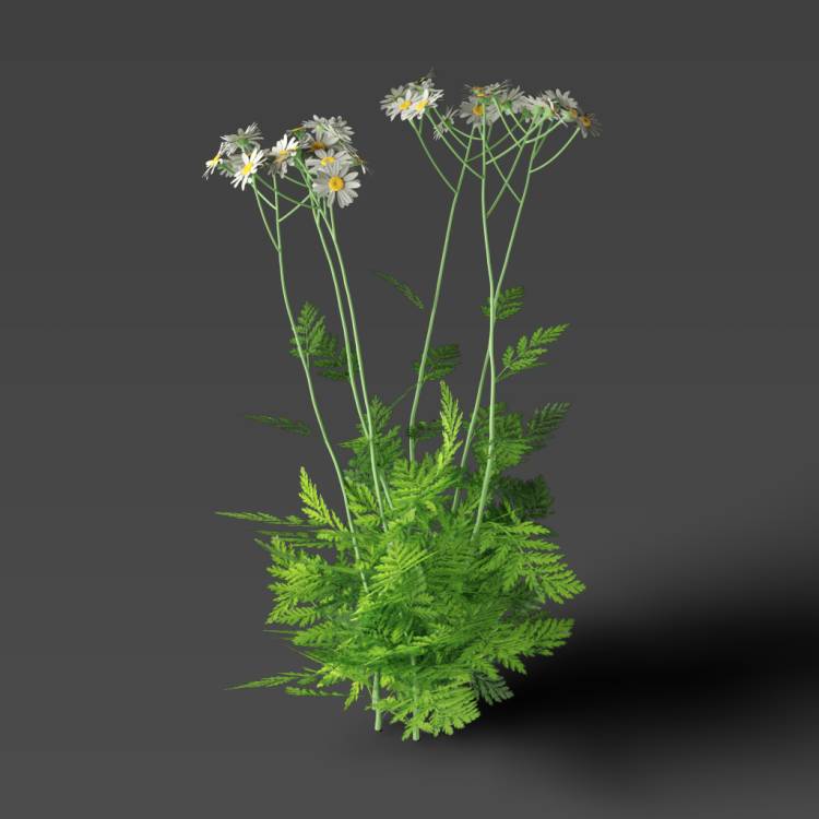 Corymbflower tansy flowering 02 - Рендерированное изображение 1