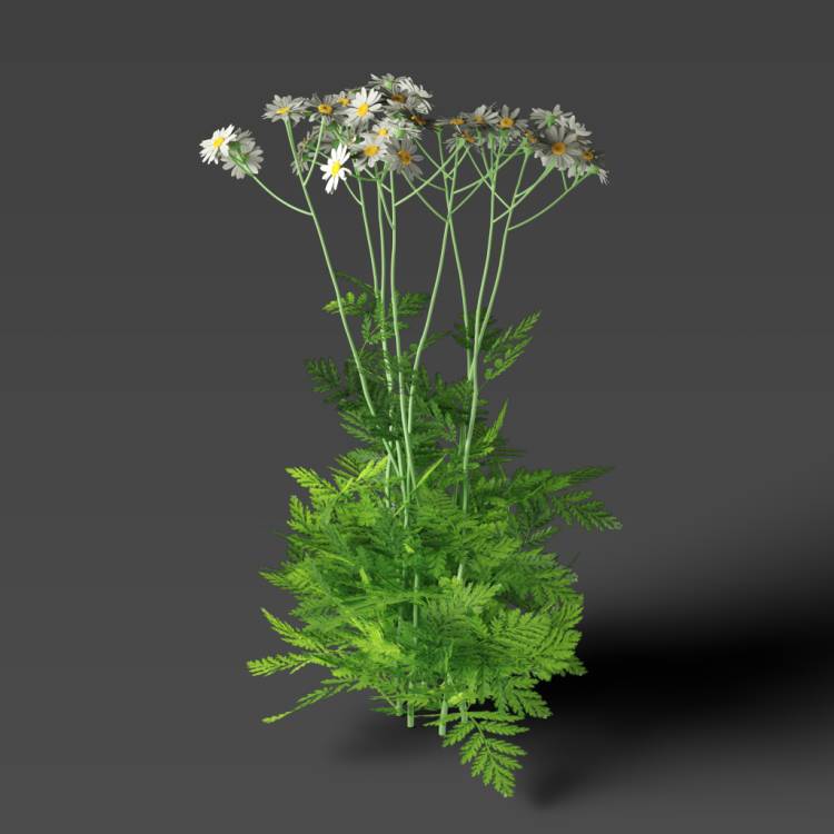 Corymbflower tansy flowering 03 - Imagen renderizada 1
