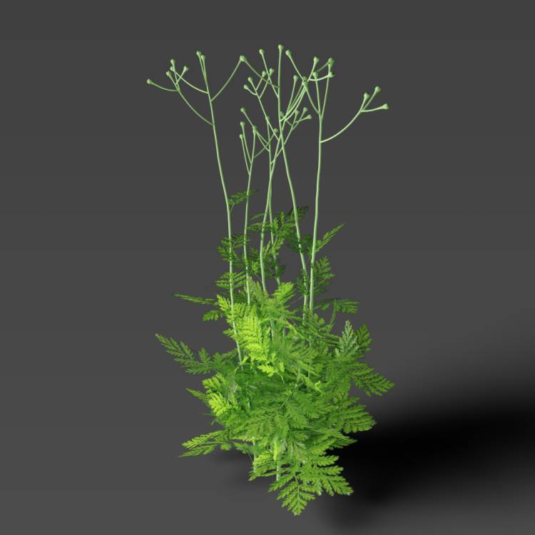 Corymbflower tansy green 02 - Imagen renderizada 1
