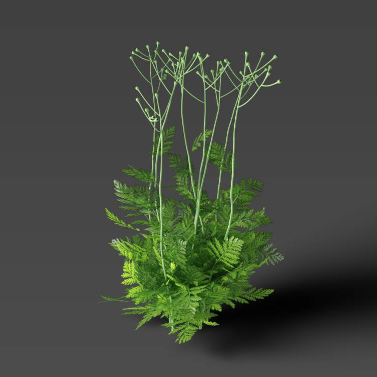 Corymbflower tansy green 03 - Imagen renderizada 1