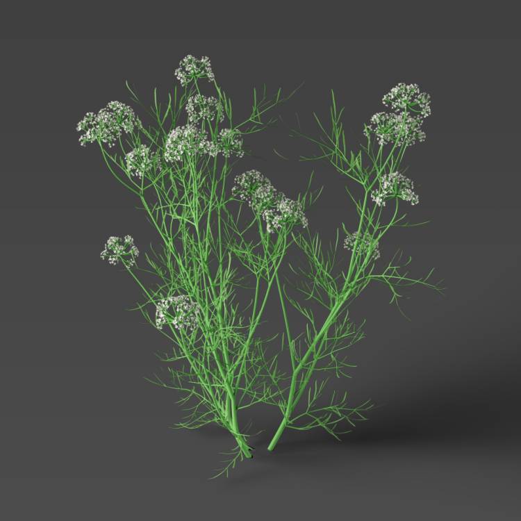 Round-headed Water Dropwort flowering 02 - Рендерированное изображение 1
