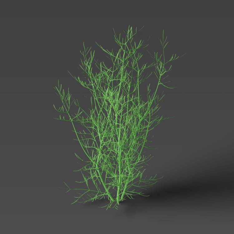 Round-headed Water Dropwort green 01 - Рендерированное изображение 1