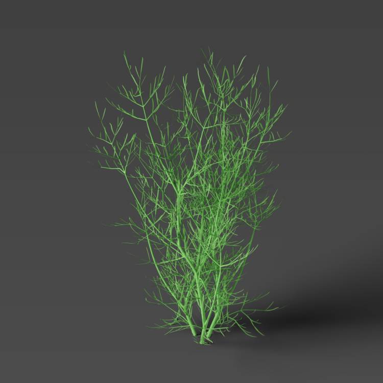 Round-headed Water Dropwort green 03 - Рендерированное изображение 1