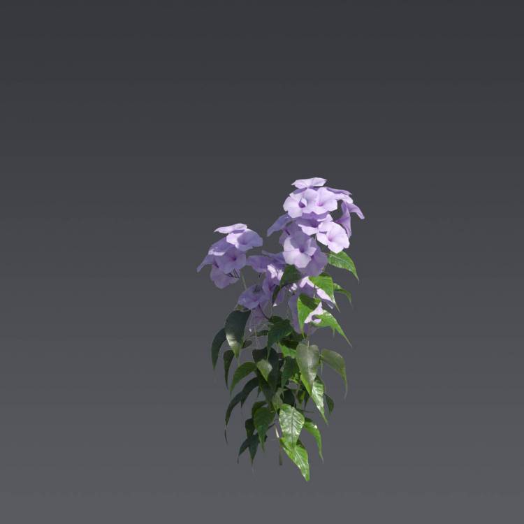 Pink Morning Glory 2 - Рендерированное изображение 1