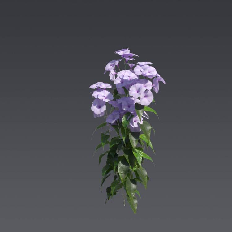 Pink Morning Glory 4 - Рендерированное изображение 1