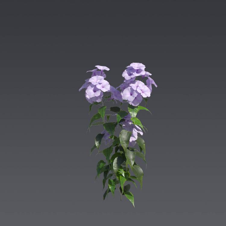 Pink Morning Glory 5 - Imagen renderizada 1