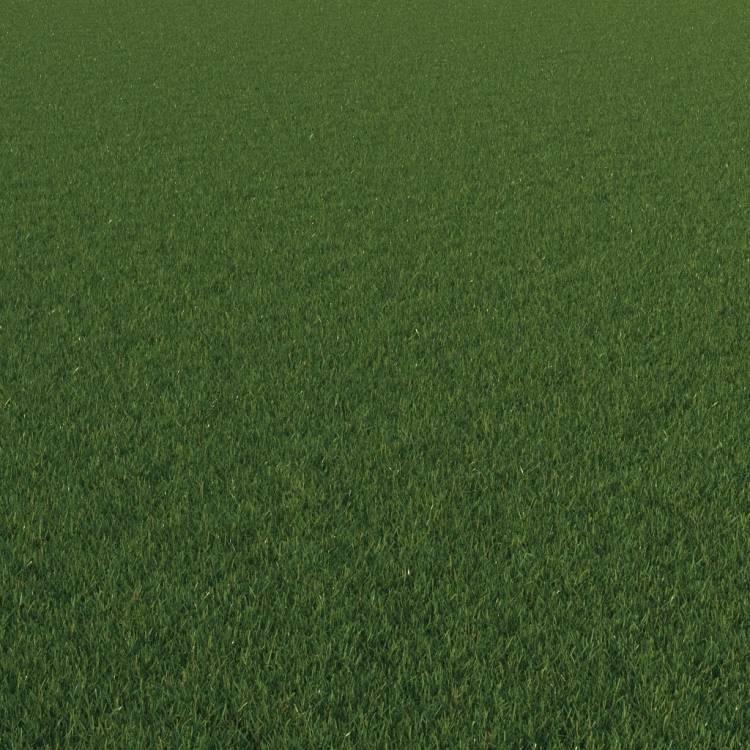 FP Preset "Short lawn grass detail" - Image rendue 1