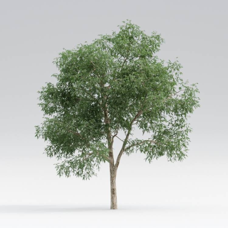 Black Locust Mature V2 - The3dGarden Library for 3ds Max