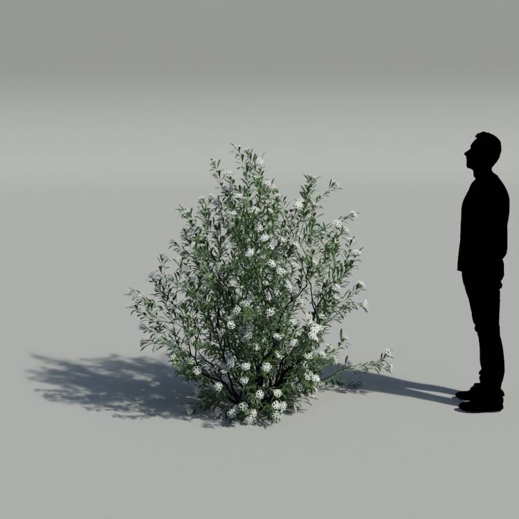 Spurge of Margadiles islet big 01 - Image rendue 2