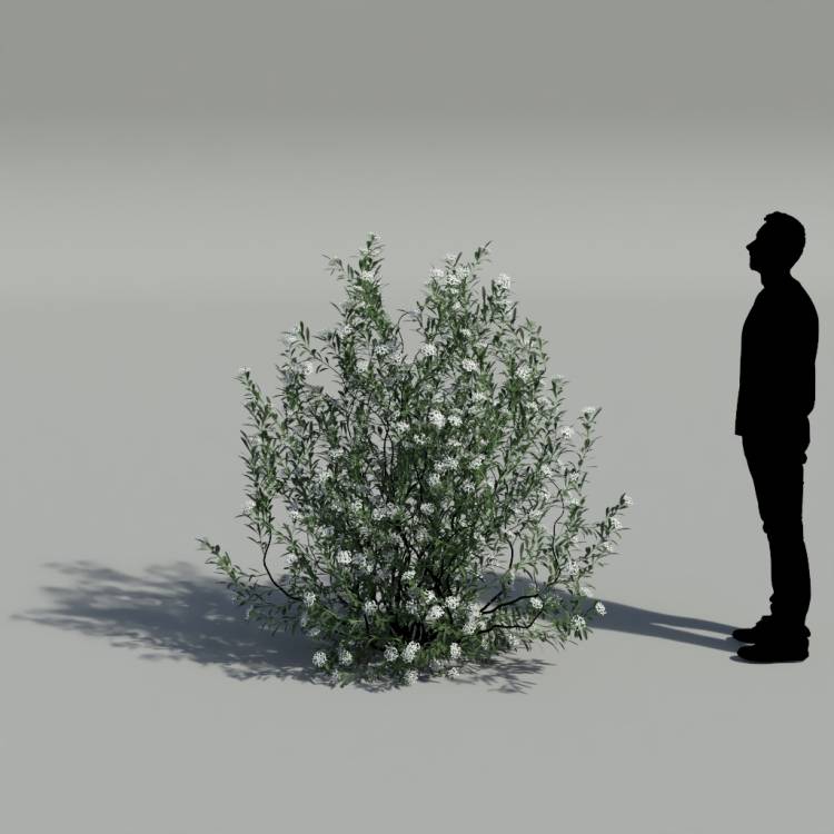 Spurge of Margadiles islet big 02 - Rendered Image 2