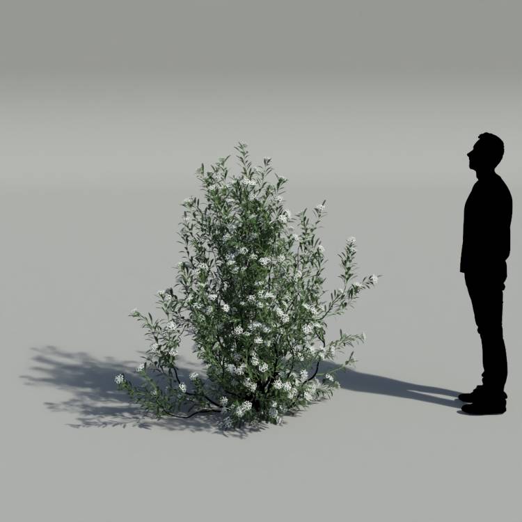 Spurge of Margadiles islet big 03 - Imagen renderizada 2