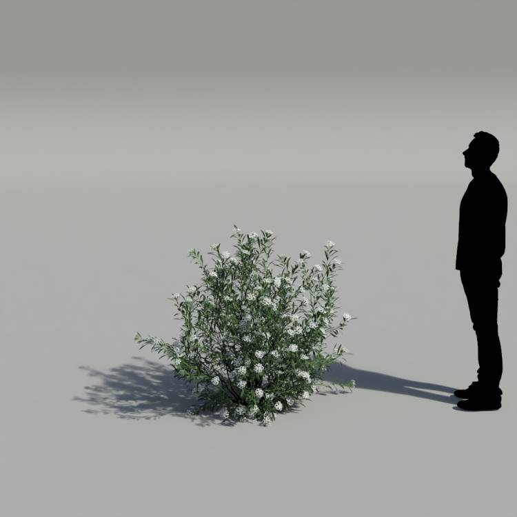 Spurge of Margadiles islet medium 01 - Imagen renderizada 2