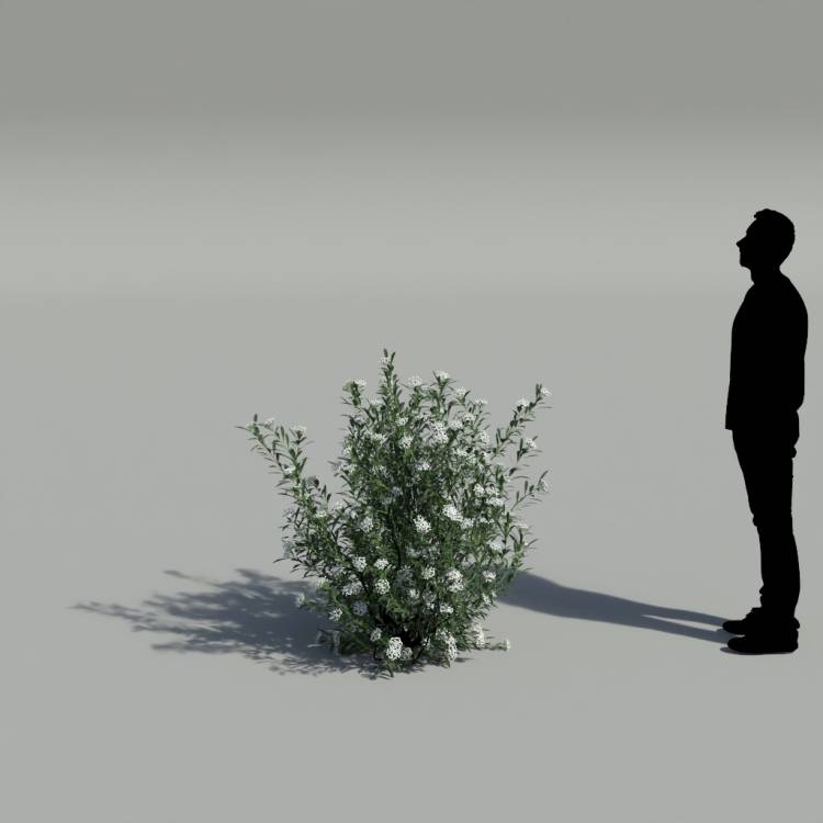 Spurge of Margadiles islet medium 02 - Image rendue 2