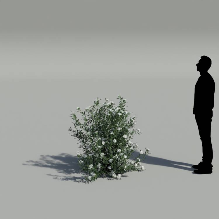 Spurge of Margadiles islet medium 03 - Image rendue 2